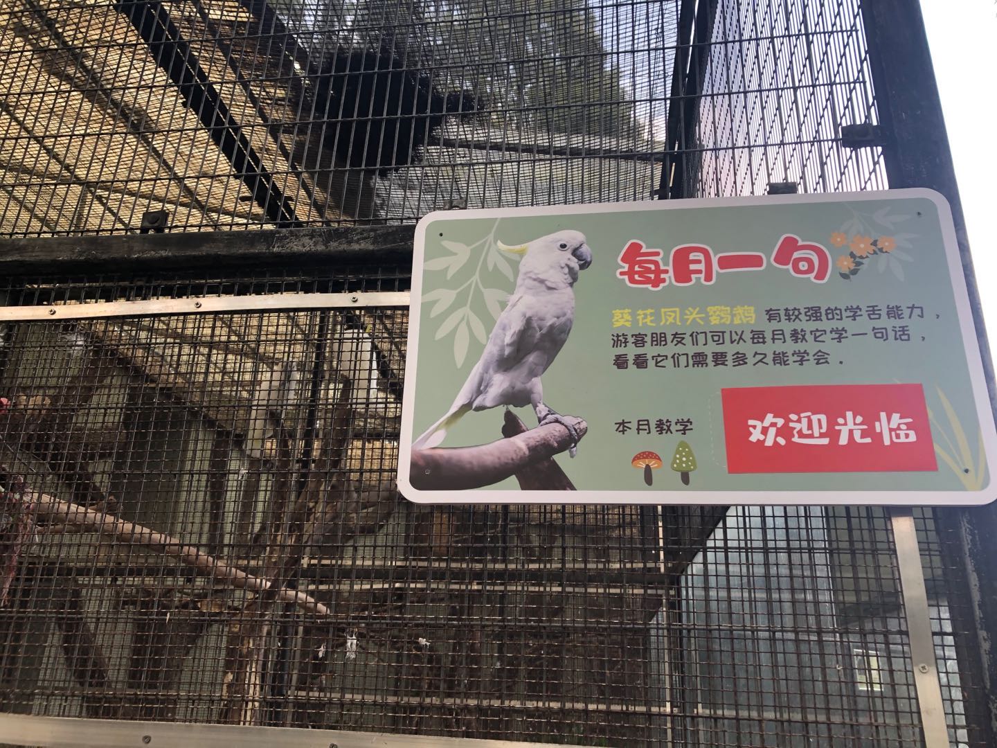 葵花.jpg