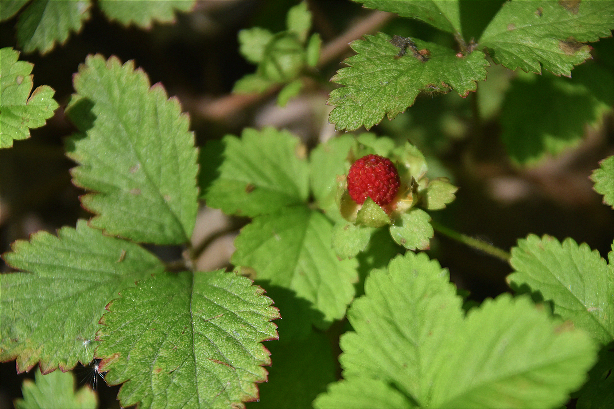 野趣共青缤纷绽放的夏季野花