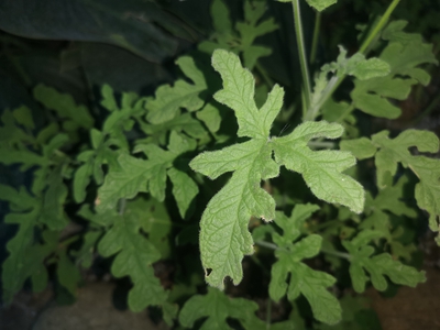 2玫瑰天竺葵--牦牛儿苗科天竺葵属   (2).jpg