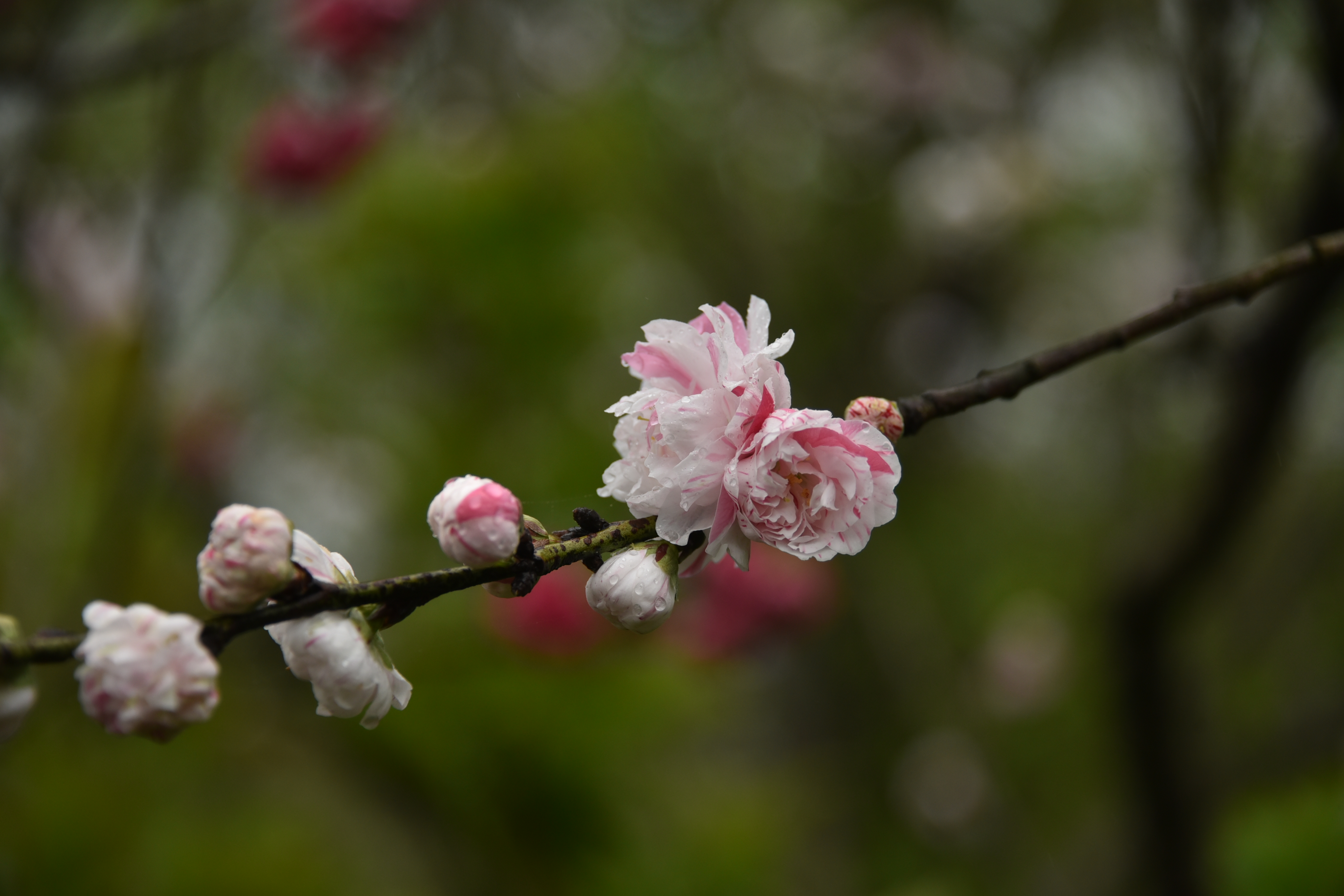 一树多色的"撒金碧桃"惊艳绽放共青森林公园