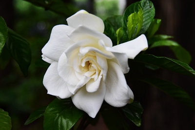 栀子花 (2).jpg