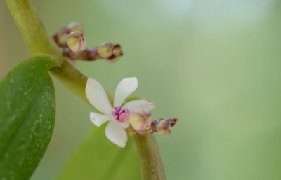 1短穗毛舌兰Trichoglottis  rosea--兰科毛舌兰属 (7).jpg