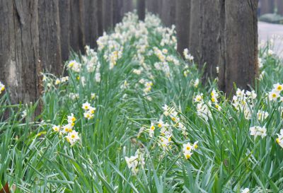 2水仙.jpg 2水仙.jpg