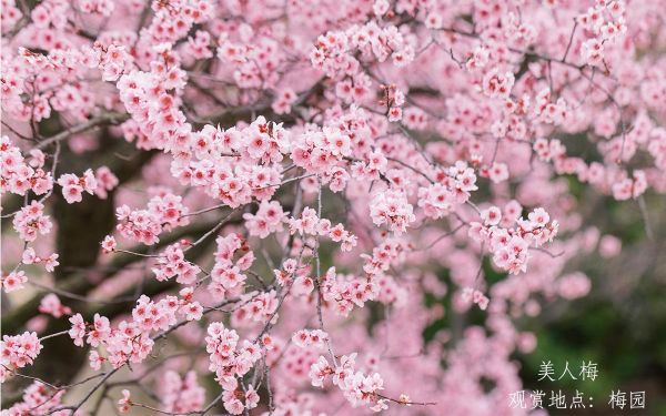7_美人梅.jpg