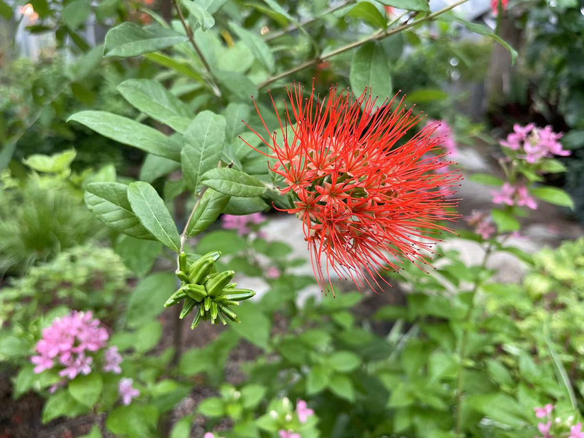 风车子 (1).jpg 风车子 (1).jpg