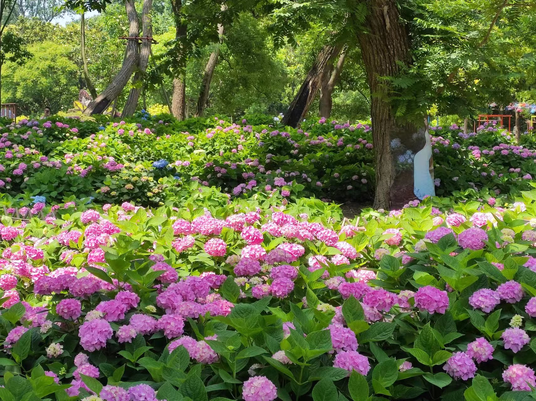 2023年上海共青森林公园八仙花展开幕