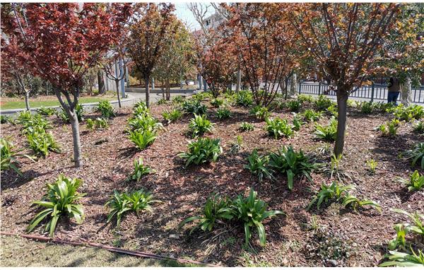 2021百条花道希望园面貌-王联银摄 (3).jpg