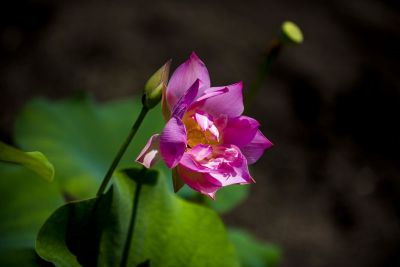 DSC_4932.jpg