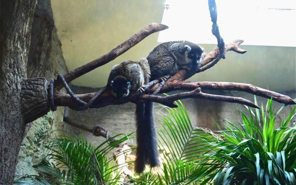 褐美狐猴 (2).jpg