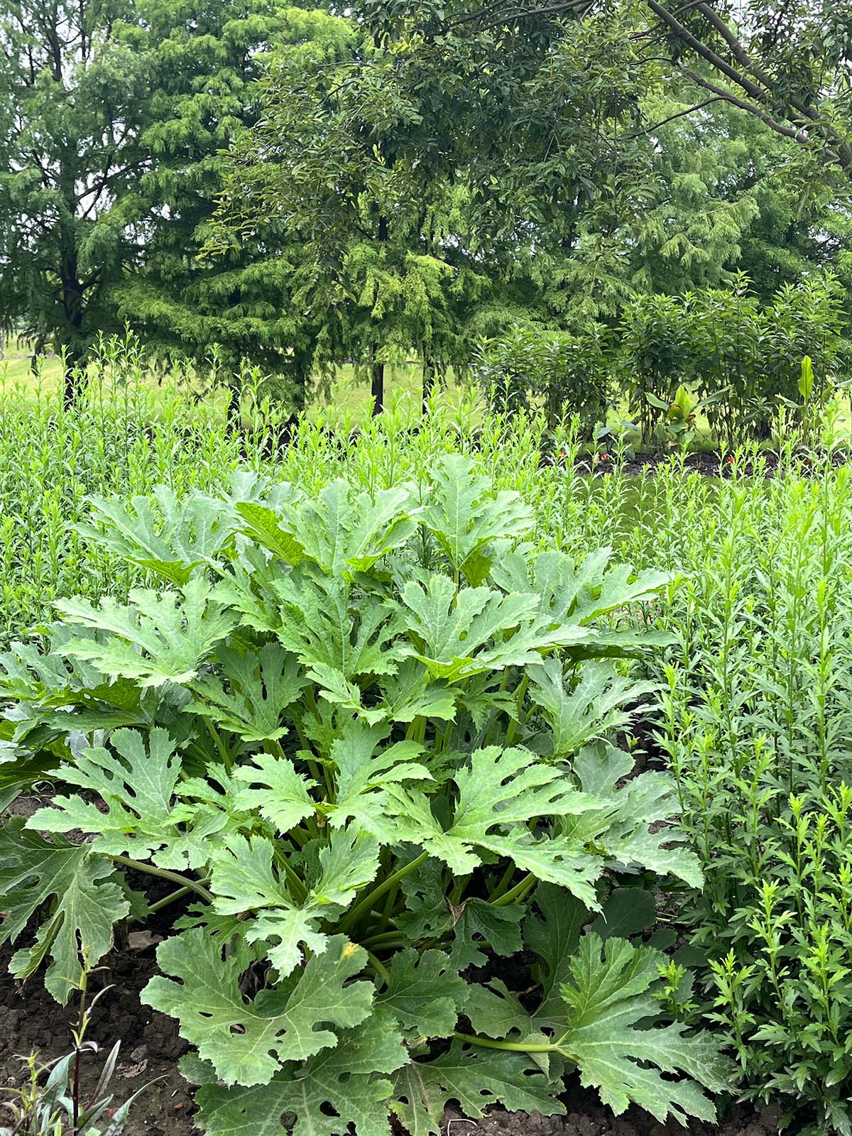 西葫芦植株.jpg