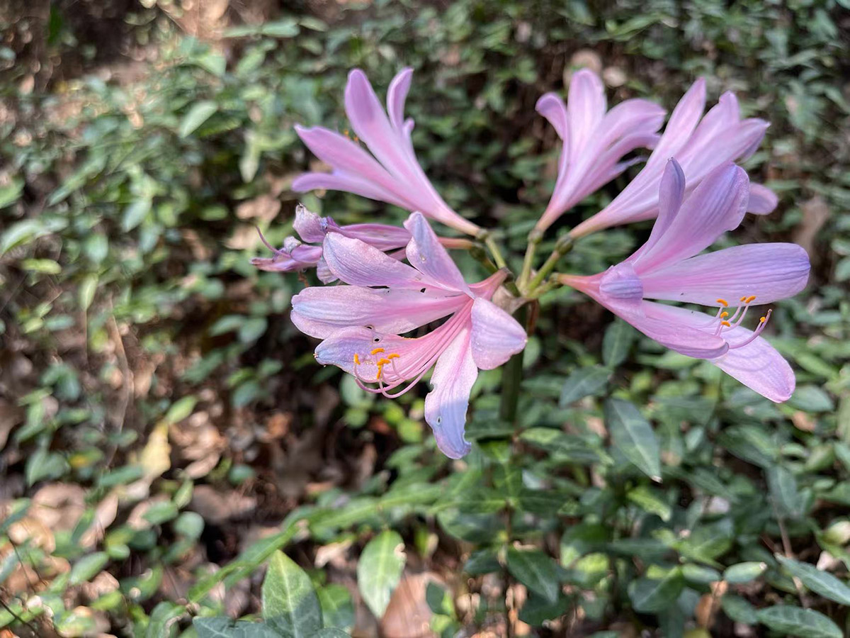 脫紅脫綠換錦來辰山植物園換錦花成花海