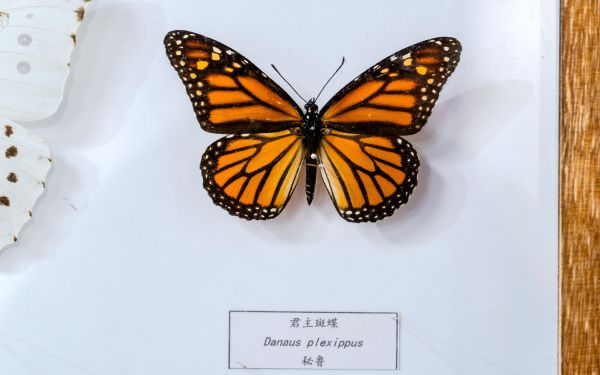 20261007昆虫标本-57.jpg