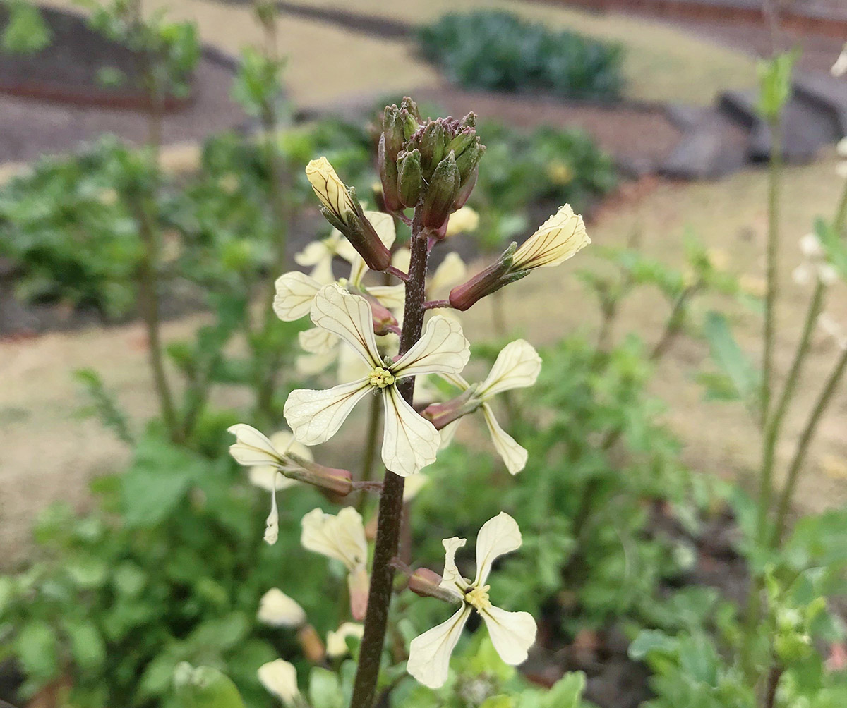 与芝麻无关 辰山植物园芝麻菜花开醇香四溢