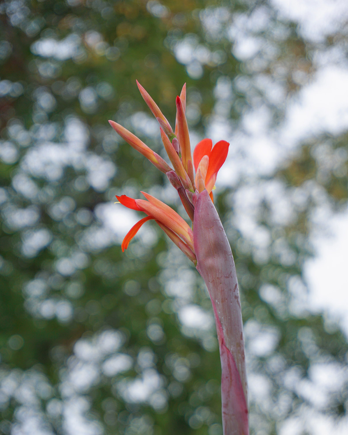 浑身是宝的芭蕉芋花开辰山植物园