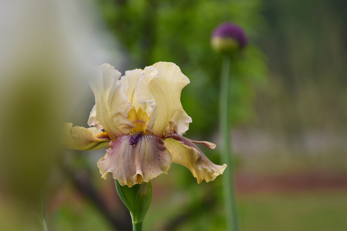 DSC_8195.jpg