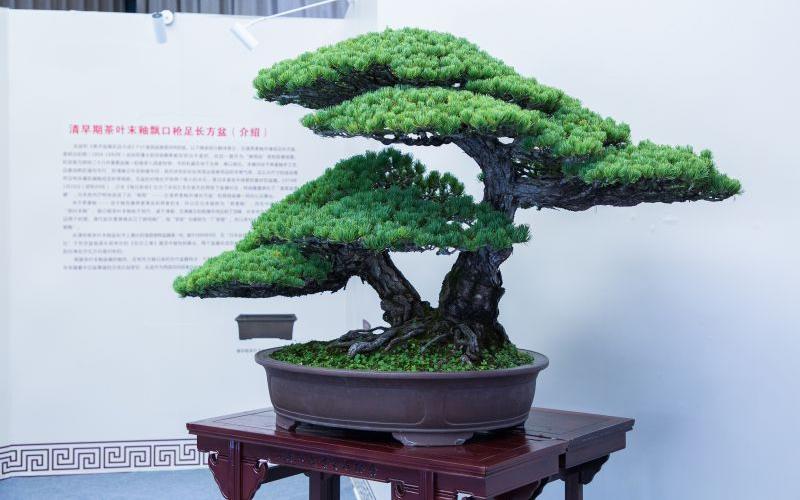 “盆——展古今盆器臻品 融天下盆景艺术”盆器展圆满闭幕_要闻动态_上海市绿化和市容管理局