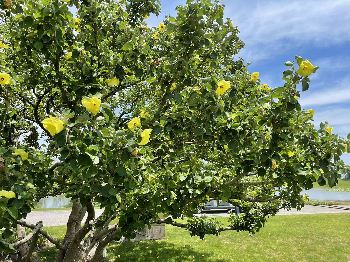 假装在海边辰山植物园海滨木槿开出小清新