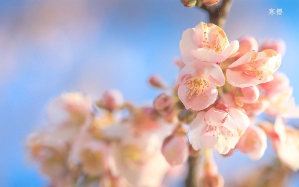 寒樱_2.jpg