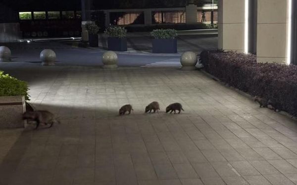 服务市民促“貉”谐,市林业总站赴嘉定江桥开展专项座谈3.jpg 服务市民促“貉”谐,市林业总站赴嘉定江桥开展专项座谈3.jpg