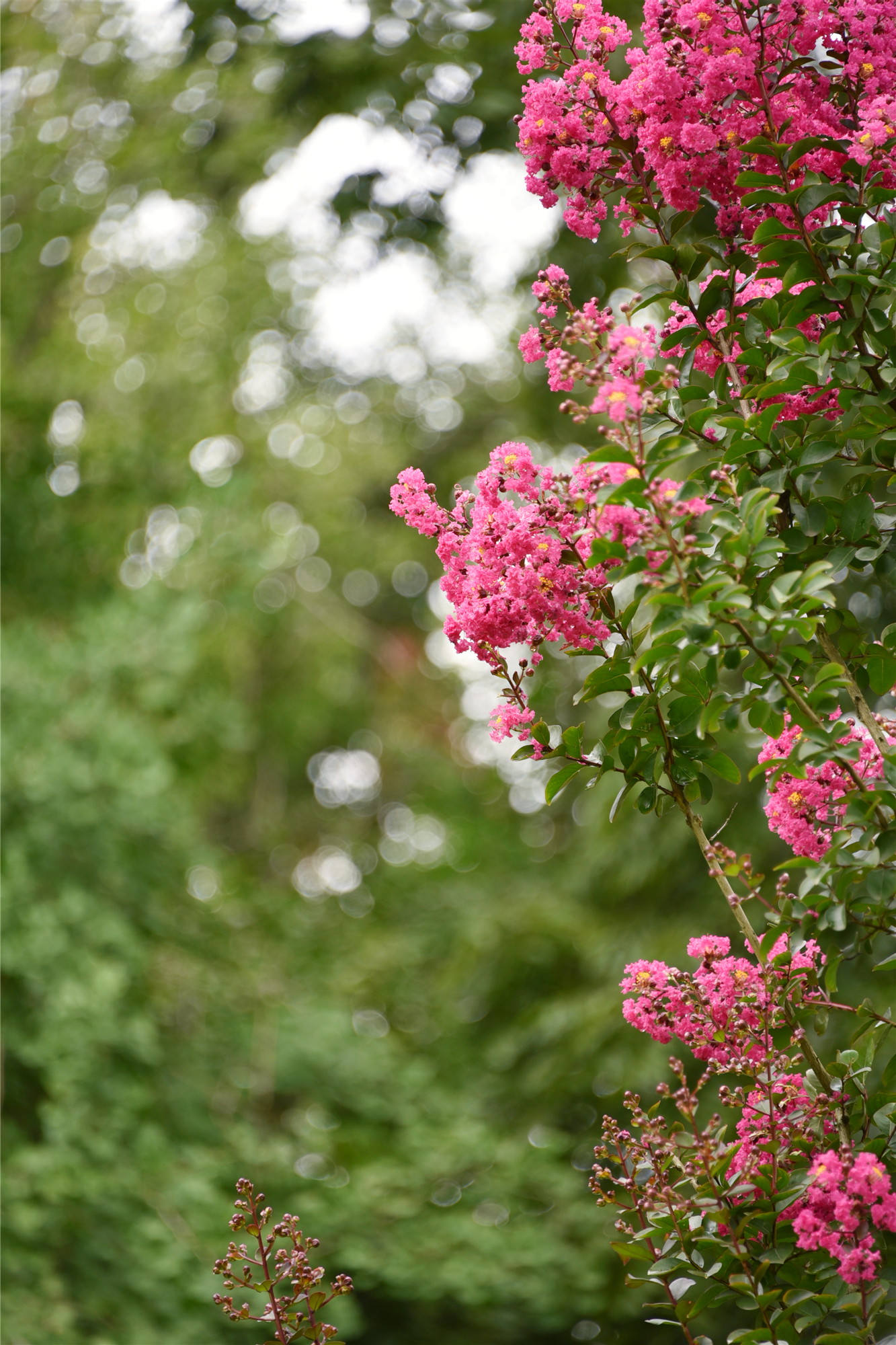 DSC_9660_副本.jpg