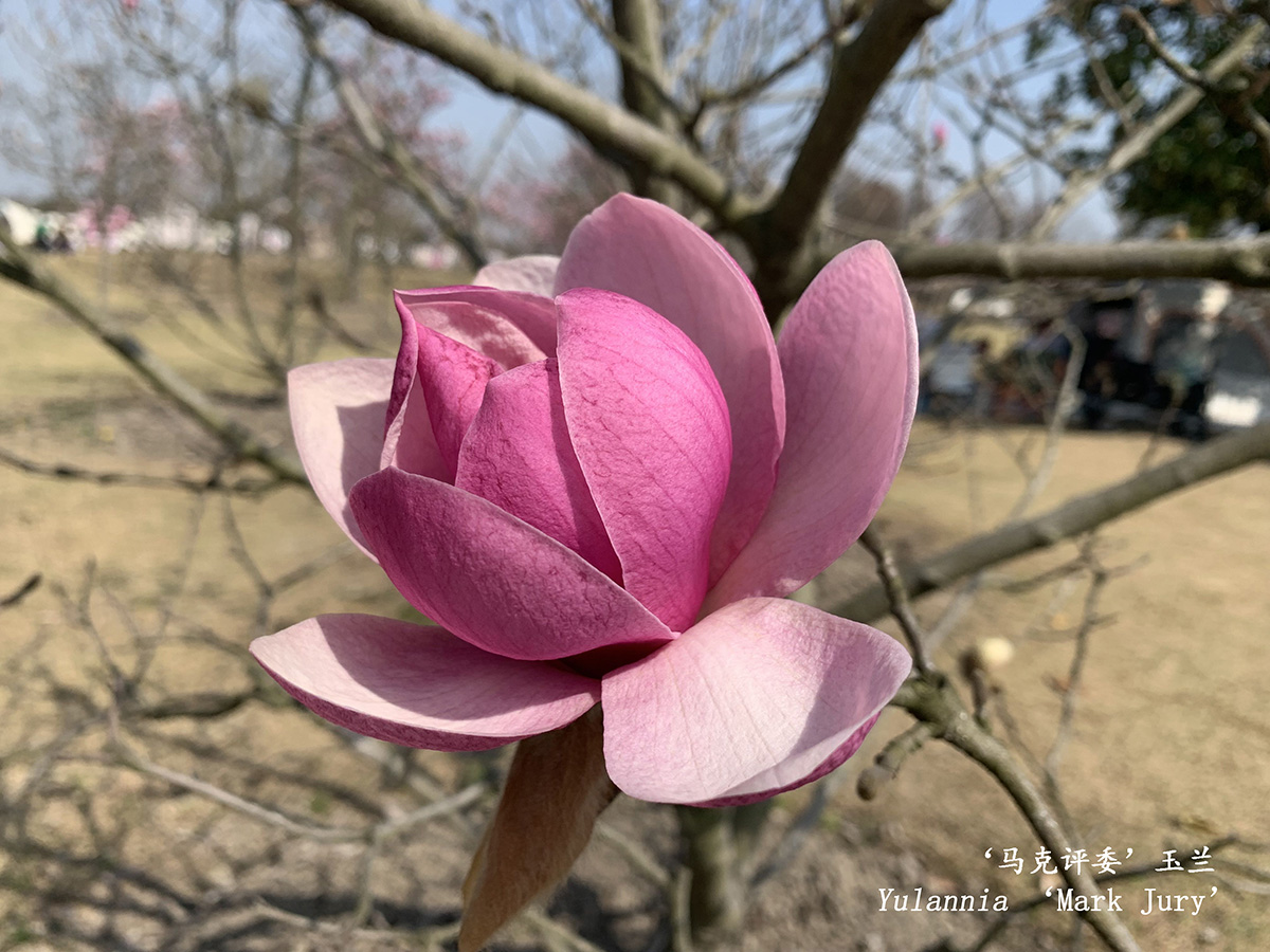 ‘马克评委’玉兰.jpg