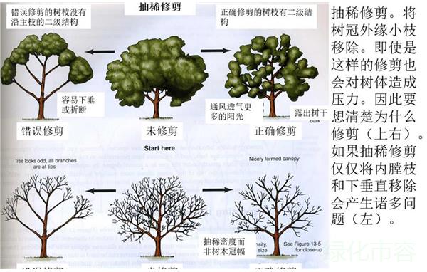 乔木的修剪方法图解图片