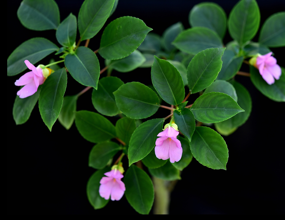 珍奇凤仙花亮相辰山植物园"辰山之光"植物展