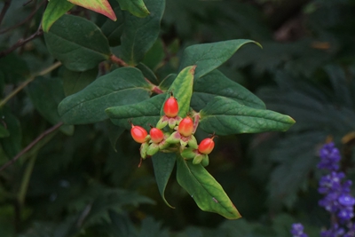 上海植物园带你回顾六月花况