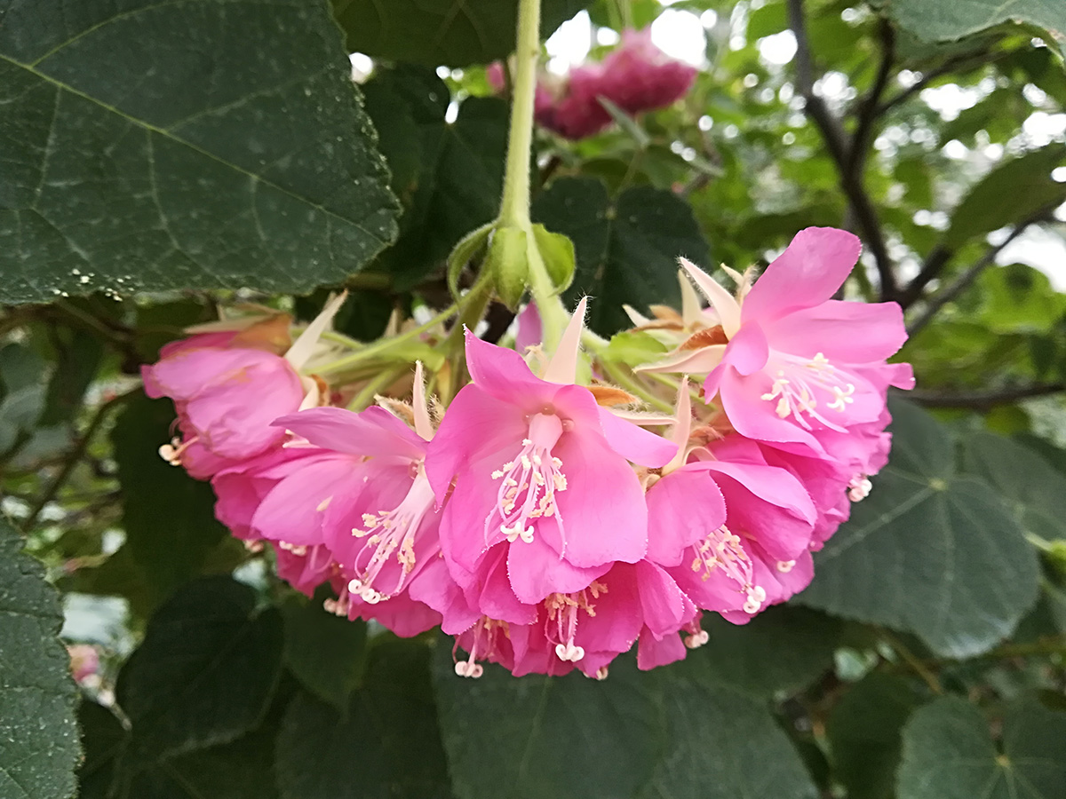 辰山植物园非洲芙蓉盛放喜迎新年