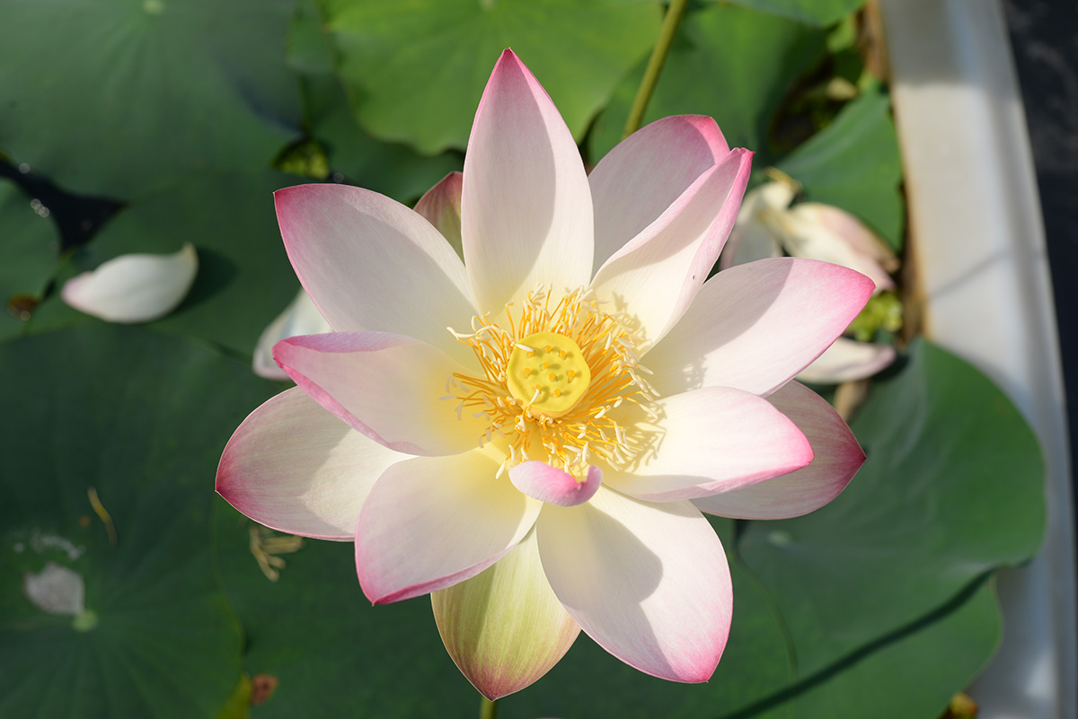 ‘飞燕春眠’-DSC_3167.jpg