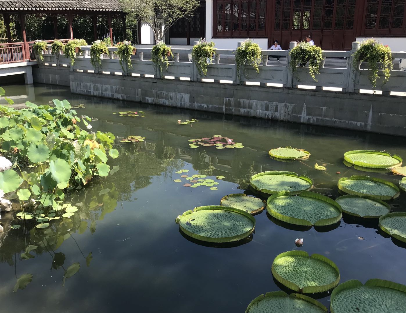 王莲睡莲.jpg