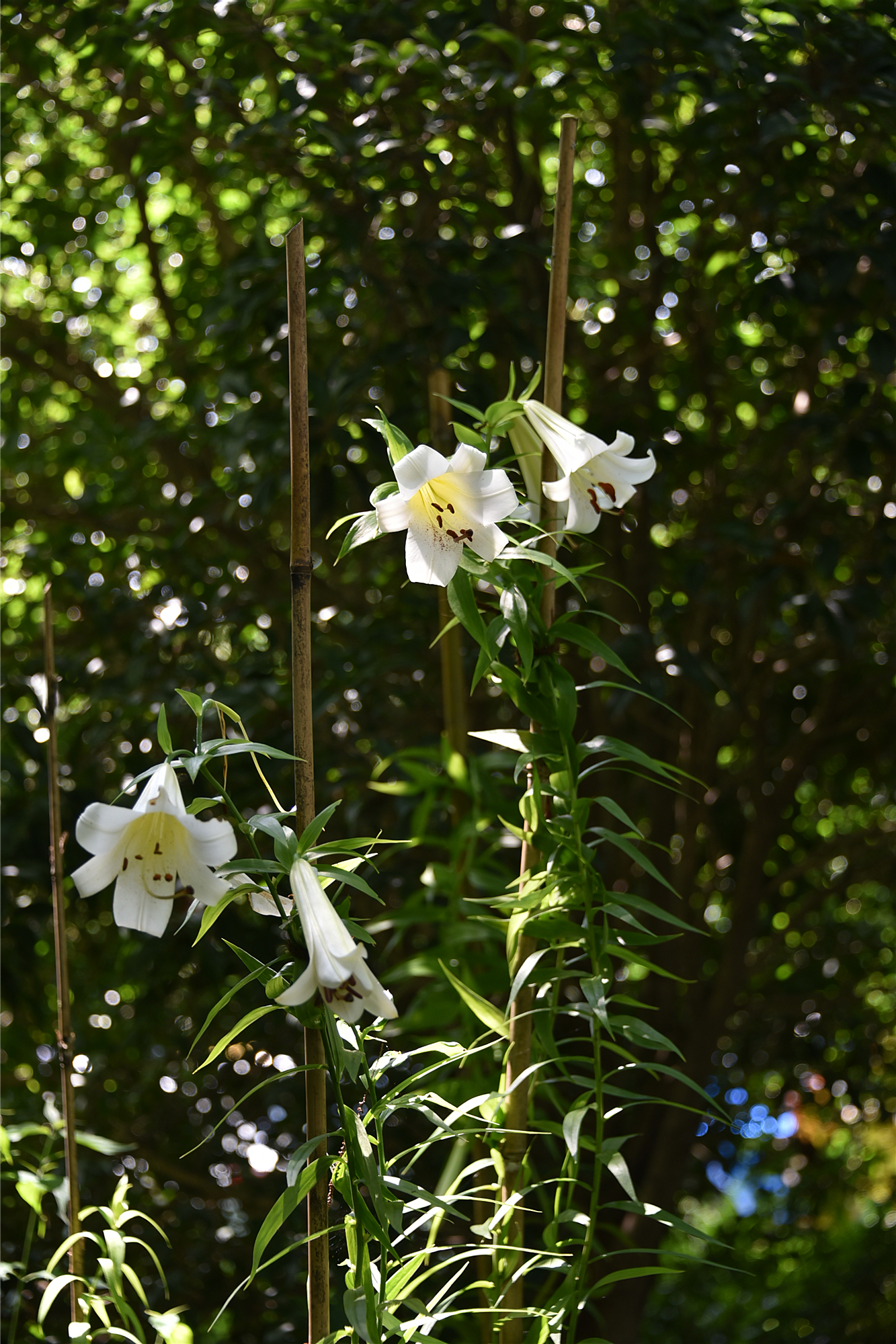 DSC_9611_副本.jpg