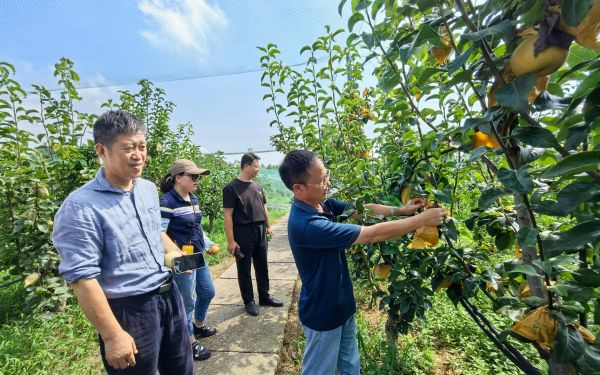 梨品种‘沪福’申报我市林木良种1.jpg 梨品种‘沪福’申报我市林木良种1.jpg