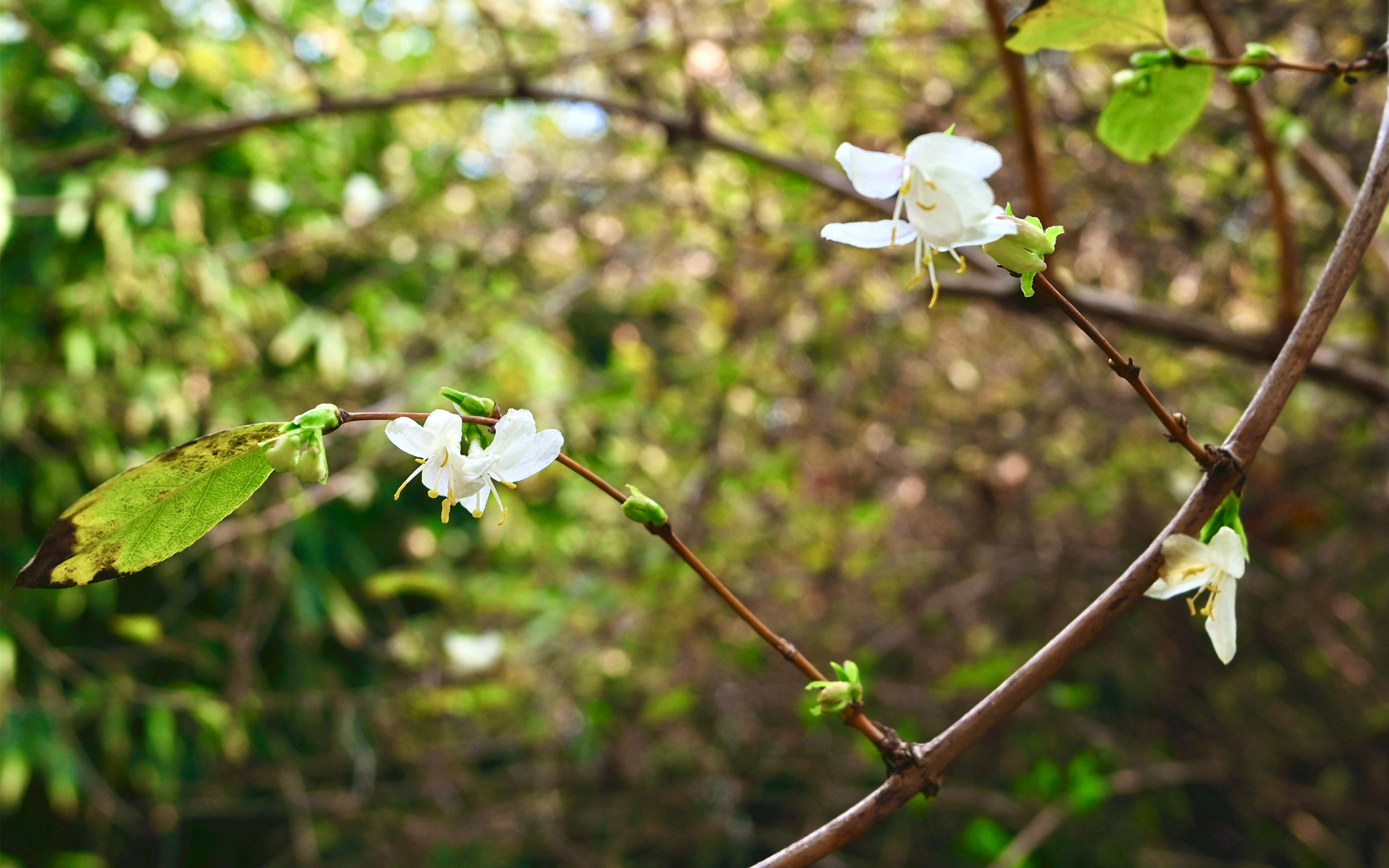 春天的一缕甜香上海动物园郁香忍冬悄然开放