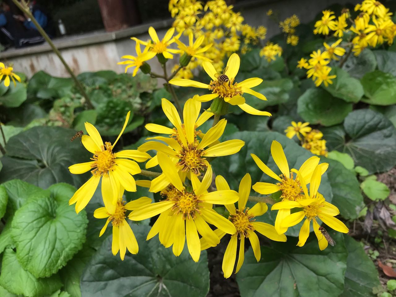 草吴风草.jpg