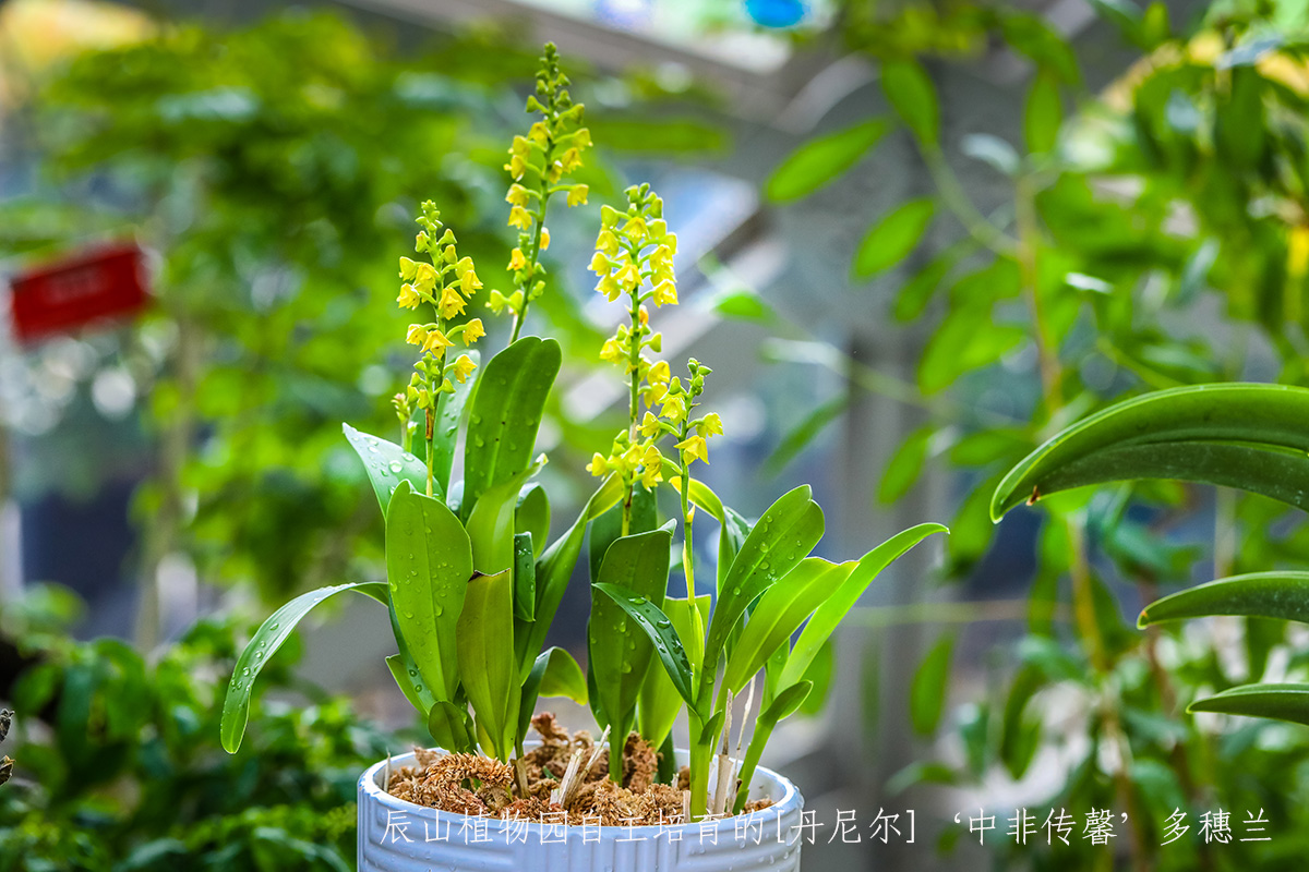 辰山植物园自主培育的[丹尼尔]‘中非传馨’多穗兰Polystachya DANIEL (