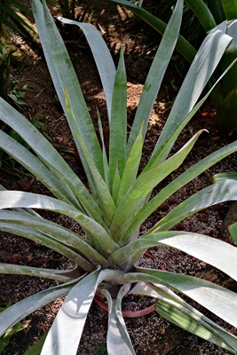 2香花丝瓣凤梨--凤梨科丝瓣凤梨属Alcantarea odorata (3).jpg