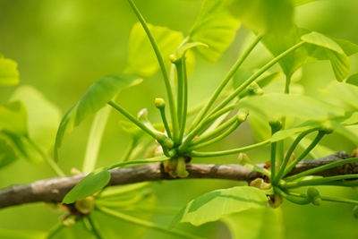 走近华东地区珍稀濒危植物银杏