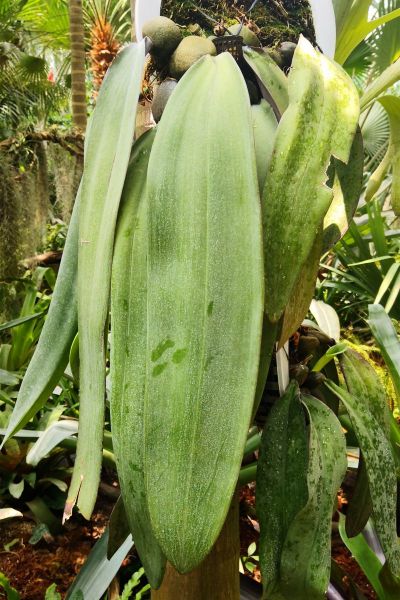 1领带兰 (1).jpg 1领带兰 (1).jpg