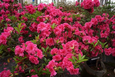 杜鹃花新优品种助力上海国际花展看看有没有你认识的小可爱