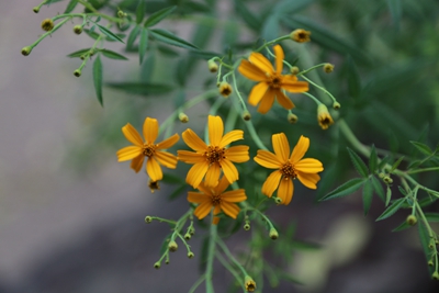 7、芳香万寿菊.jpg