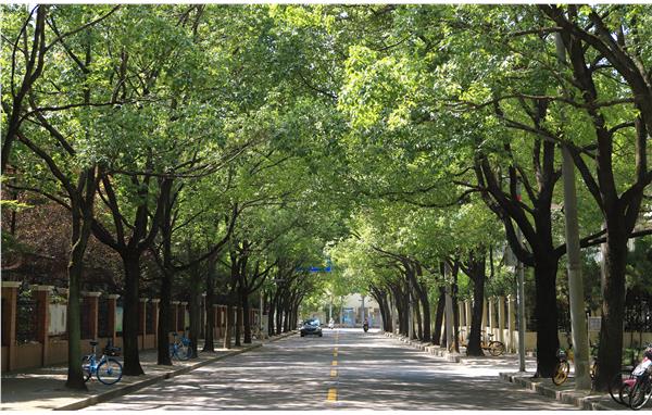 漫步魔都林荫道 丝丝清凉沁心田_要闻动态_上海市绿化和市容管理局