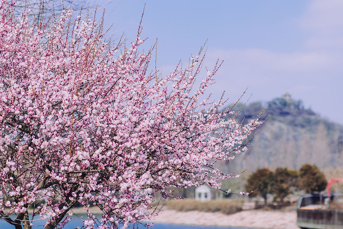 上海辰山植物园梅花图片