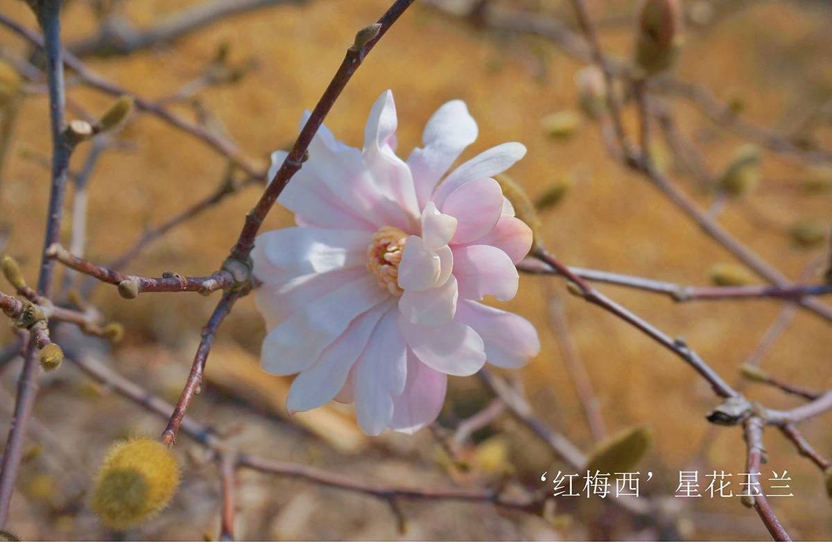 ‘红梅西’星花玉兰1.jpg