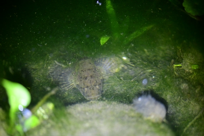 虾虎鱼.jpg