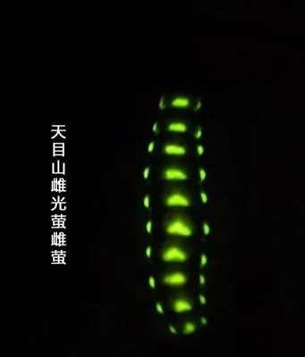 天目山雌光萤次冲发光器（城市荒野摄）.jpg