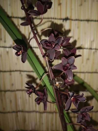 7多花蕙兰‘黑珍珠’--兰科兰属 (1).jpg