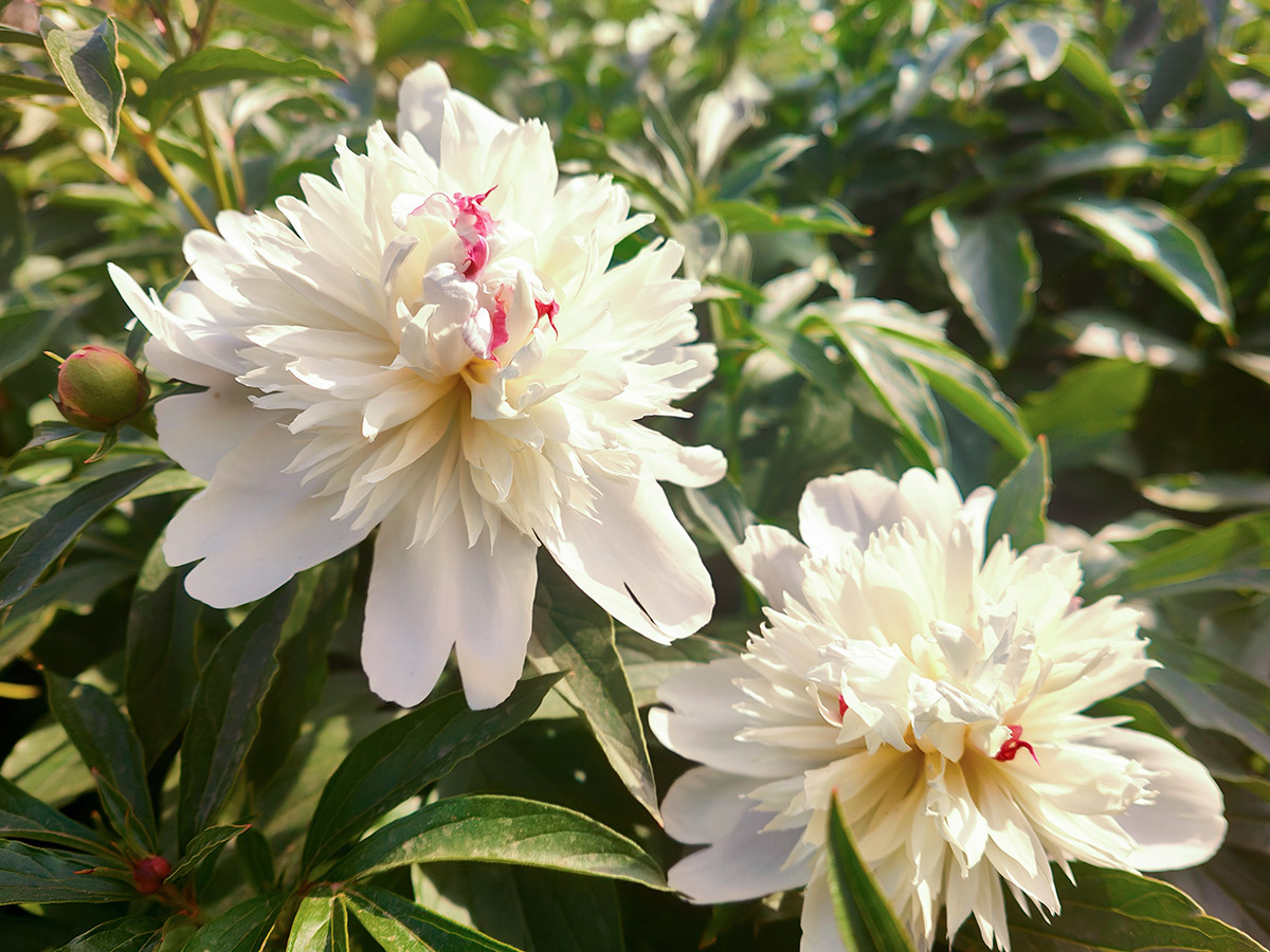 ‘雪山紫玉’芍药.jpg