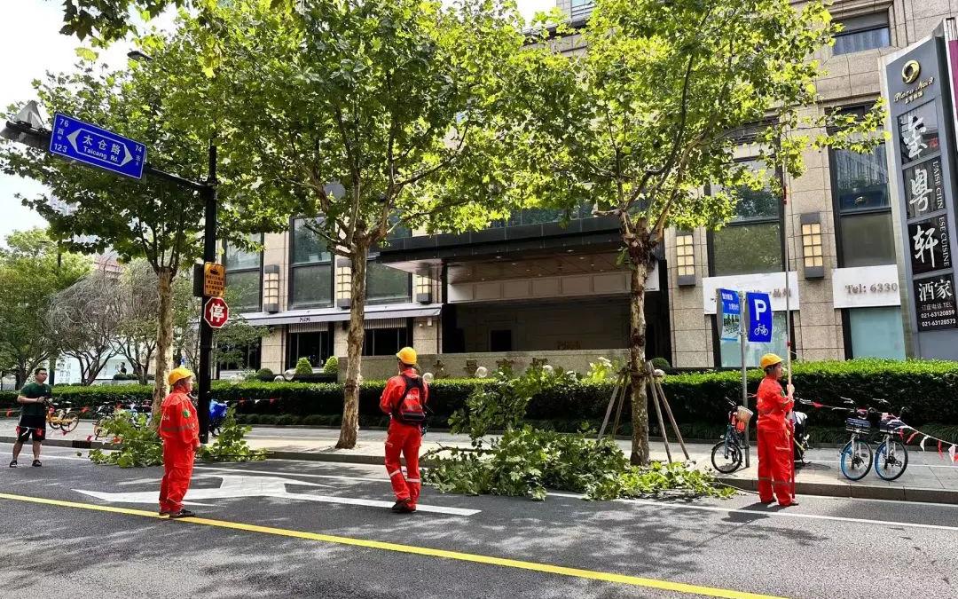 行道树整形疏枝 打造城市靓丽风景线_要闻动态_上海市绿化和市容管理局