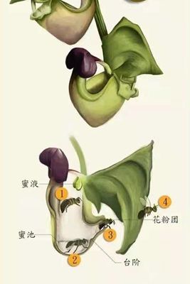 吊桶兰与长舌蜂.jpg